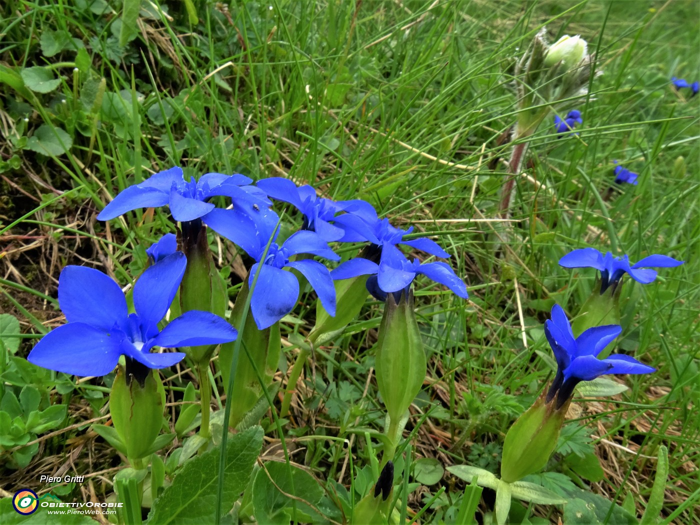 26 Gentiana verna (Genziana primaticcia).JPG